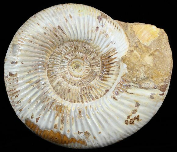 Large, Perisphinctes Ammonite - Jurassic #51346